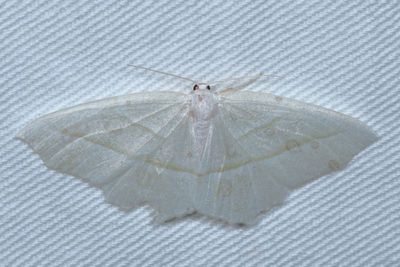 Hodges#6796 * Pale Beauty * Campaea perlata