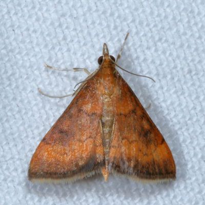 Hodges#5051 * Variable Reddish Pyrausta * Pyrausta rubricalis
