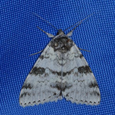 Hodges#8803 * White Underwing * Catocala relicta