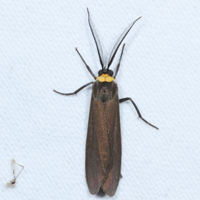 Arctiidae and Lymantriidae Moths : 8033 - 8321