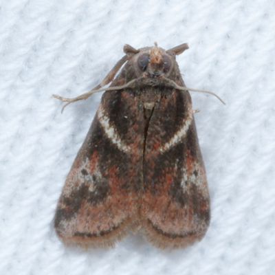 Pyralidae : 5651 - 6075 : Phycitinae - Peorinae