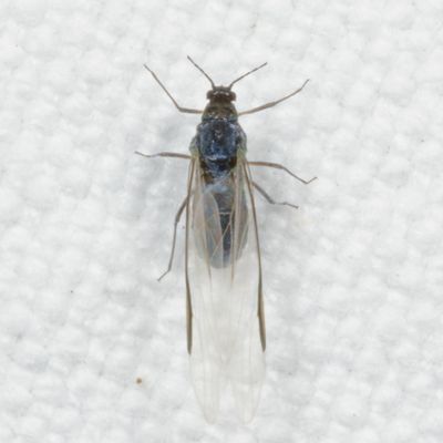 Subfamily Eriosomatinae