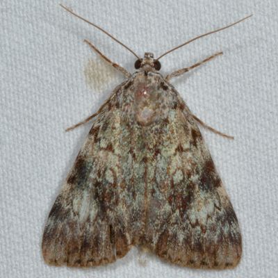 Hodges#8878.1 * Little Lined Underwing * Catocala lineella