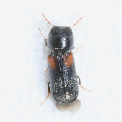 Bostrichidae : Horned Powder-post Beetles