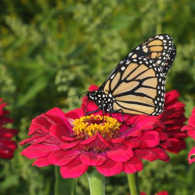 Monarch