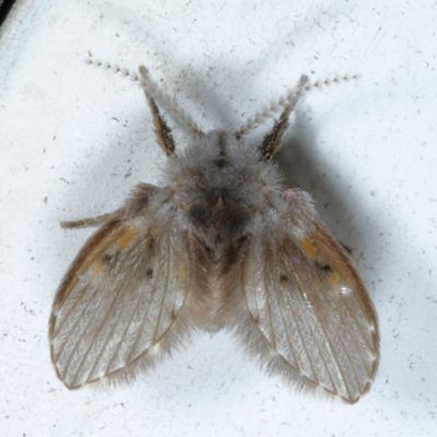 Clogmia albipunctata