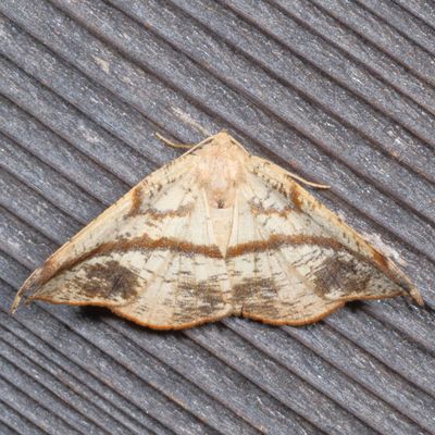 6845-7011 : Besma, Lambdina, Eusarca
