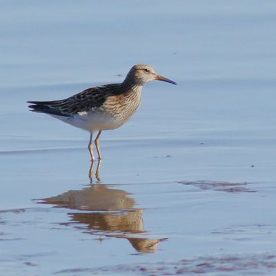 Pectoral Sandpiper