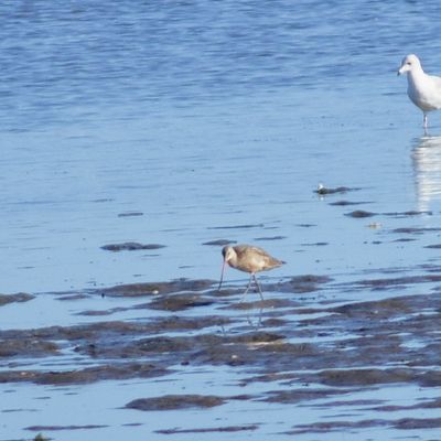 Marbled Godwit