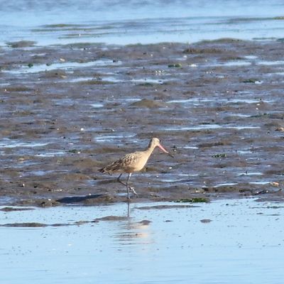 Marbled Godwit
