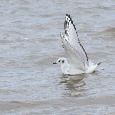Bonaparte’s Gull
