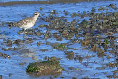 Black-bellied Plover