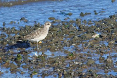 Black-bellied Plover