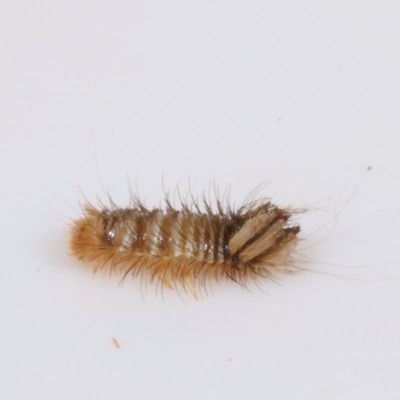 Dermestidae : Carpet Beetles