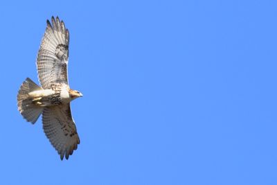 Red-tailed Hawk