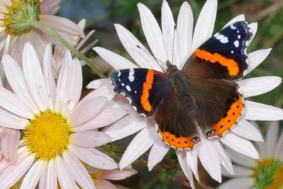 Red Admiral