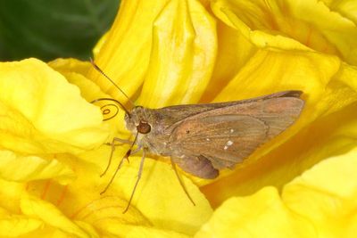 Double-dotted Skipper