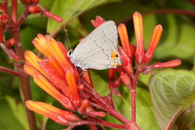 Gray Hairstreak