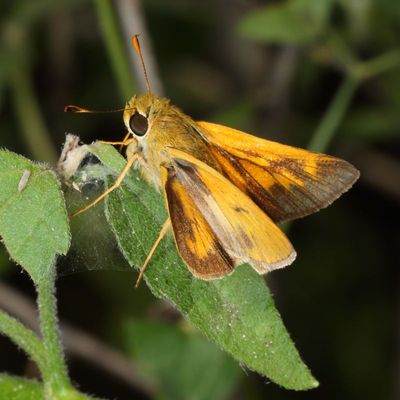 Southern Broken-Dash ♂