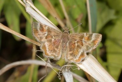 Texas Powdered-Skipper