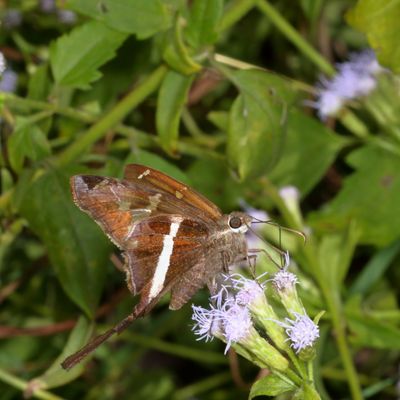 White-striped Longtail