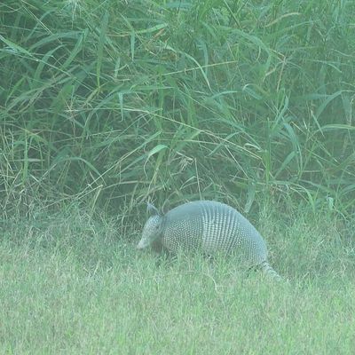 Nine-banded Armadillo 