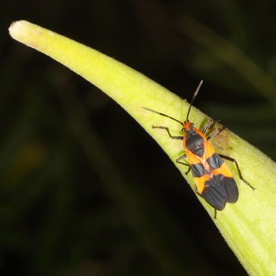 Oncopeltus fasciatus * Large Milkweed Bug