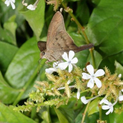 Brown Longtail