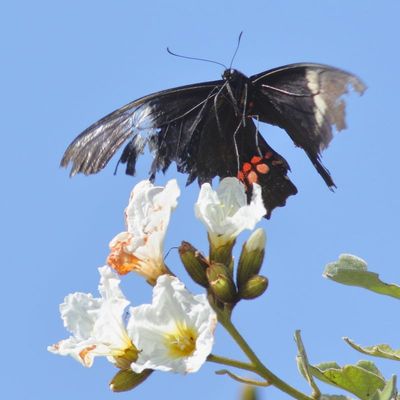 Ruby-spotted Swallowtail