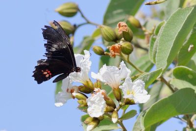 Ruby-spotted Swallowtail