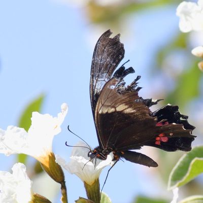Ruby-spotted Swallowtail