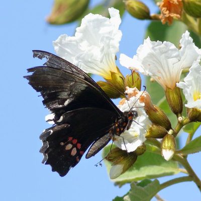 Ruby-spotted Swallowtail