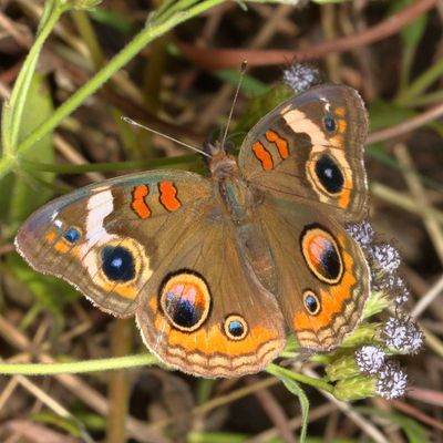 Common Buckeye