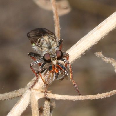 Subfamily Stenopogoninae