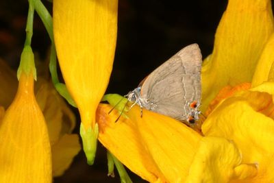 Marius Hairstreak