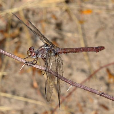 Roseate Skimmer ♀