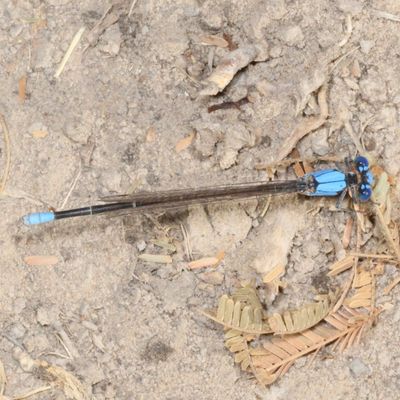 Damselflies : Zygoptera