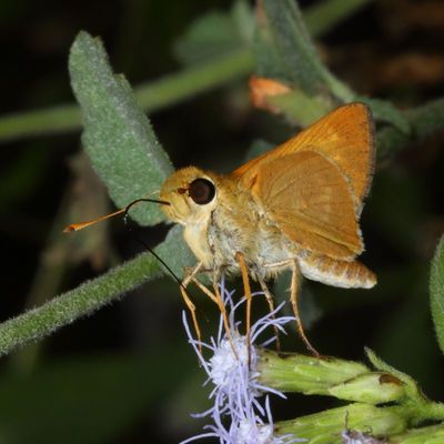Common Mellana