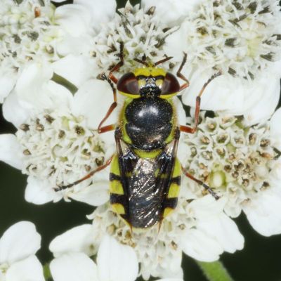 Stratiomyidae : Soldier Flies