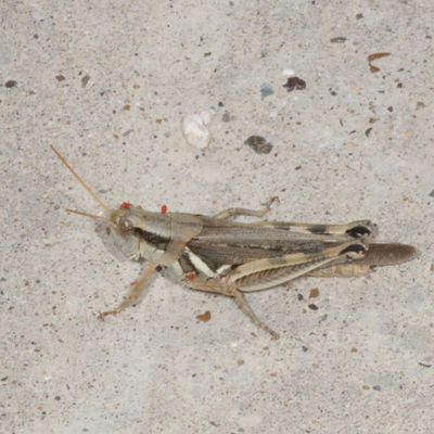Melanoplus flavidus * Yellowish Spur-throat Grasshopper