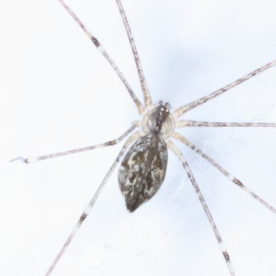 Pholcidae : Cellar Spiders