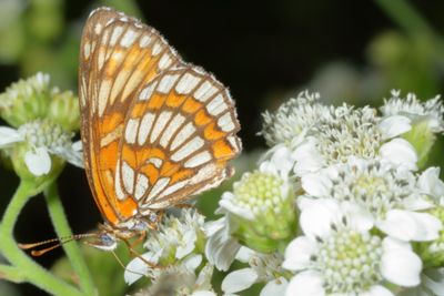 Theona Checkerspot
