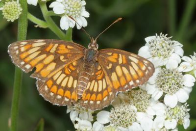 Theona Checkerspot