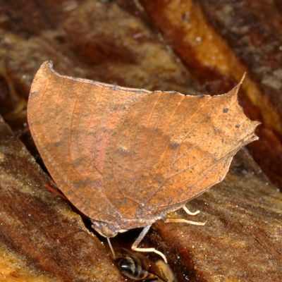 Tropical Leafwing