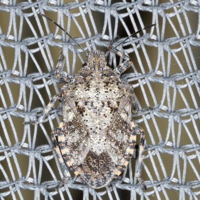 Subfamily Pentatominae