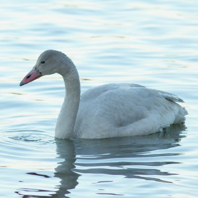 Tundra Swan