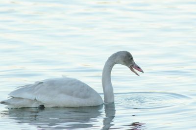 Tundra Swan