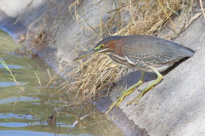 Green Heron