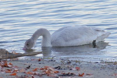 Tundra Swan / juvenile