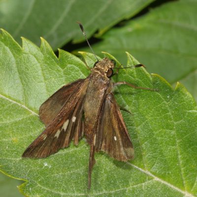 Double-dotted Skipper